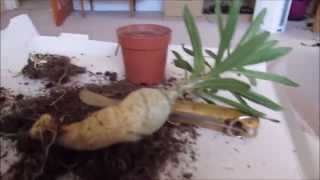 Pachypodium repotting to create Caudex [upl. by Allana]