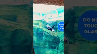 Baby Penguin 🐧🐧🐧 Turtle Back Zoo  West Orange  New Jersey  USA 🇺🇸 kidsvideo zoo [upl. by Ydoow]