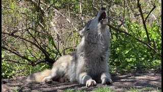 Gray Wolf Howls A Spring Song [upl. by Enailil]