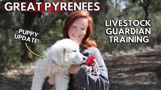 Training Great Pyrenees Puppies to GUARD Chickens  Livestock Guardian Dogs protecting chickens [upl. by Clemen]