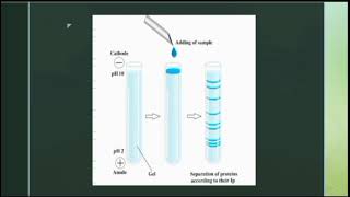 Isoelectric Focusing IEF [upl. by Tessy754]