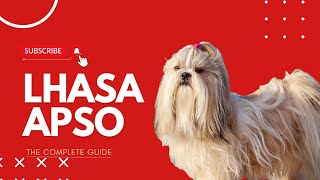 Lhasa Apso The Complete Guide In Hindi [upl. by Darya]