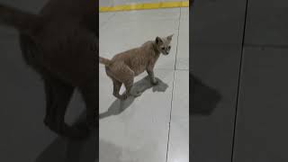 Ketemu Kucing di Stasiun Gambir [upl. by Ardnazil548]