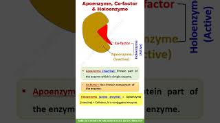 Apoenzyme  Cofactor  Holoenzyme shorts [upl. by Checani136]