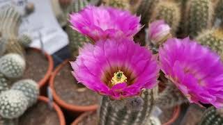 Just blooms  Echinocereus in Blüte bei KakteenHaage [upl. by Ogir192]