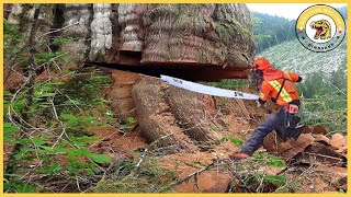 Dangerous Fastest Cutting Huge Tree Skills With Chainsaw Incredible Tree Felling Compilation [upl. by Colpin]