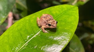 Jamaican Whistling Frog Sounds of Jamaica at night [upl. by Adolphus]