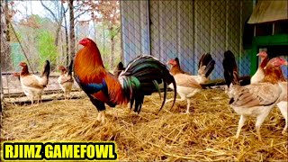 Mclean Hatch Butcher Kelso  RJIMZ GAMEFOWL [upl. by Ahsieyt]