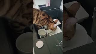 carmencat bengalcat cat carmen catlover [upl. by Clary]