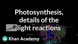 Photosynthesis Light Reactions and Photophosphorylation [upl. by Ailil]