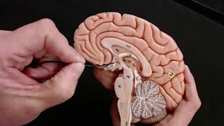 Brain Anatomy Review and Quiz [upl. by Jamey]