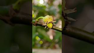 VEJA COMO É A FLORAÇÃO DO ACHACHAIRU 🥰🌳🌳 viral feedinscritos farm feednotificação [upl. by Cornela]