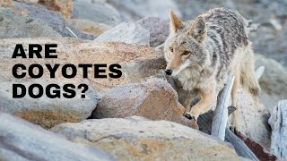 Are Coyotes Dogs [upl. by Strickler887]