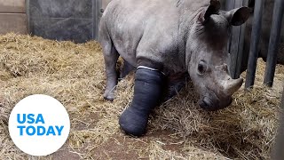 Young rhino receives rare surgery for leg injury  USA TODAY [upl. by Meris604]