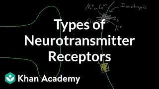 Types of neurotransmitter receptors  Nervous system physiology  NCLEXRN  Khan Academy [upl. by Ernesto595]