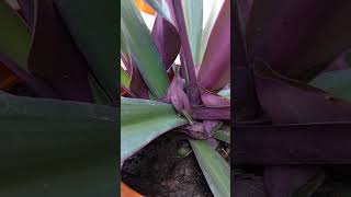 Tradescantia spathacea plant 🪴ytshorts trendingshorts viralshort [upl. by Leiram851]