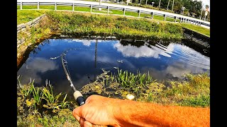 The hunt for a new PB  Topwater fishing for an invasive South Florida DINOSAUR [upl. by Gnouc663]