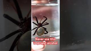 Never use this isopropyl alcohol 😱🫣🕷️ [upl. by Saimon]