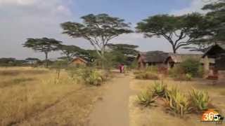 Ndutu Safari Lodge  Serengeti migration area  Tanzania  Expert Africa [upl. by Asilad]