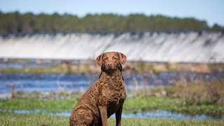 How to Train Your Chesapeake Bay Retriever Obedience Training Tips [upl. by Christina]