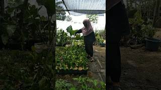 Tanaman hias philodendron burlemax hijau garden gardening tanamanhias [upl. by Ardnac891]