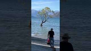 Mystical Solitude The Wānaka Tree in New Zealand newzealand wanaka [upl. by Nyved582]