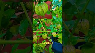 Tomatillo fruitsfruit terrace garden [upl. by Eibrad]