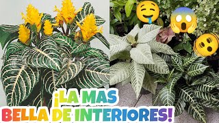 APHELANDRA O PLANTA ZEBRA Y SUS CUIDADOS 😍🥰§ LIZZ Y SU VIVERO [upl. by Ludewig]