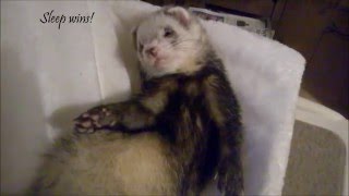 Friday Ferret Fix A radiator bed [upl. by Eromle]