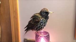 European Starling mimics words quotTalkingquot Starling [upl. by Epillihp]