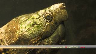 Swadini Reptile Park  Khamai Reptile Centre  South Africa Travel Channel 24 [upl. by Faxun]