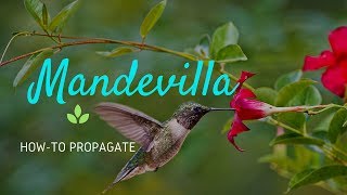 How To Propagate Mandevilla From Seeds [upl. by Swee]