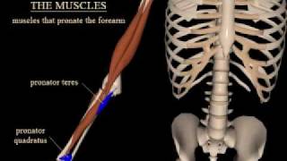 pronation and supination of the forearm [upl. by Smukler]