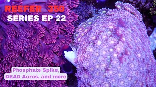 Redsea Reefer EP 22  Phosphate Spike and Dinos [upl. by Ahsiekan]