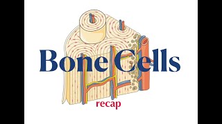 Bone Cells Recap [upl. by Cicily75]