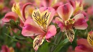 How to Grow Alstroemeria  Astromelia Flower  English Subtitles  TvAgro por Juan Gonzalo Angel [upl. by Danaher]