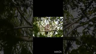 Owl Mottled Woodowl owl owlvideo owls birdlovers bird birdphotography birdwatching birds [upl. by Naltiak126]