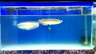 Arwana Silver Albino VS Arowana Green Pino [upl. by Ettelorahc]