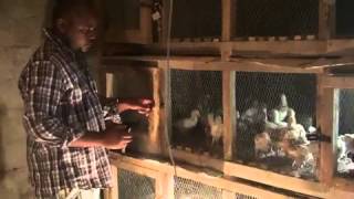 Poultry Farming with Arrey Ivo Part 1 [upl. by Sterling922]