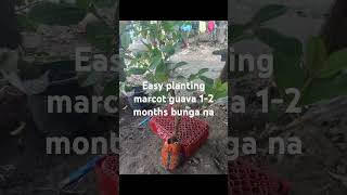 Easy planting marcot guava airlayering fruitfarming farmer farming garden reelsvideo reels [upl. by Doroteya420]