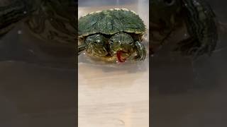 Update on the Two Headed Turtle‼️Part 2 [upl. by Davidson398]