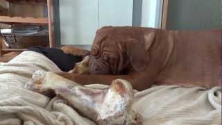 Dogue de Bordeaux Sophie chewing on very large dog bone [upl. by Edals500]