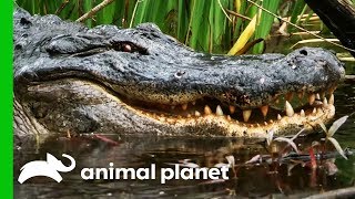 Catching A Massive Gator In A Mississippi Swamp  Gator Boys [upl. by Soulier]