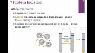 021Protein Isolation amp Structure Determination [upl. by Collier386]