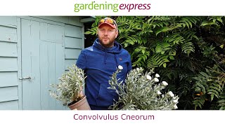 Plant Profile  Convolvulus cneorum [upl. by Godspeed]