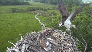 Cyw Cyntaf Glaslyn First Chick 2023 [upl. by Nalepka263]