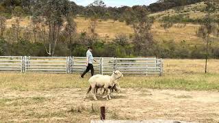 Emmy in training drill  not bad for a city slicker [upl. by Pernell]