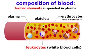 The Composition and Function of Blood [upl. by Etselec]