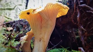 Chanterelle Mushrooms Foray in WA State，PNW Fungi Hunting [upl. by Ahsikahs147]