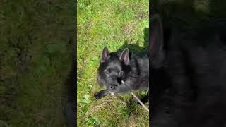 Cute Schipperke dog wants to smell like a flower [upl. by Ekal]